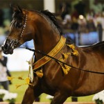 بطولة السعودية للبلياردو تنطلق اليوم الخميس