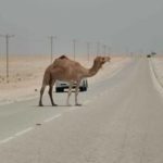مركز #الملك_سلمان للإغاثة يقدم مساعدات بأكثر من 680 مليون دولار للدول المنكوبة في أربع قارات