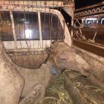 #النابت برفقة طلبة سعوديين في رحلة ثقافية بـ #الأردن