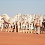 القادسية يواصل تحضيراته استعداداً لمواجهة الهلال