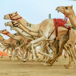 رابطة دوري المحترفين تعلن إطلاق جوائز شهرية وسنوية للاعبين والمدربين