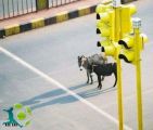 تكرم واعطنا تعليقك على هذه الصورة