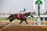 ميدان فروسية العقيق ينظم الحفل الرابع لموسم سباقات الخيل